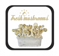Kits de culture Fresh Mushrooms